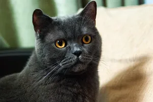 Cute gray kitten with fluffy fur and curious eyes