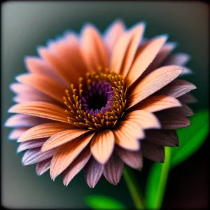 Bright Sunflower Blossom in Full Bloom