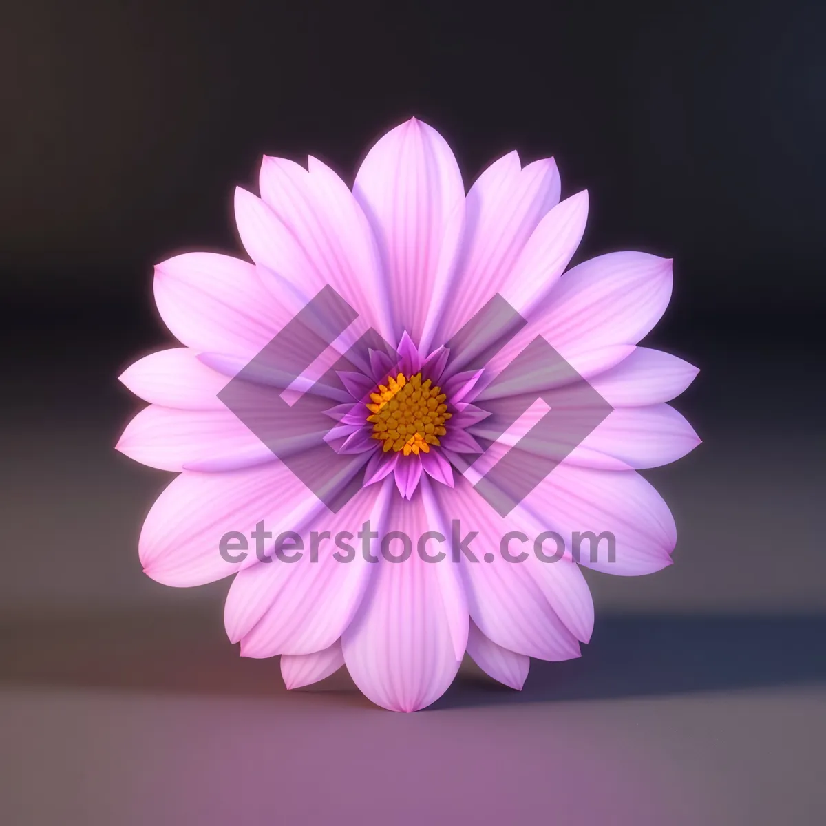 Picture of Bright Pink Daisy Petals in Bloom