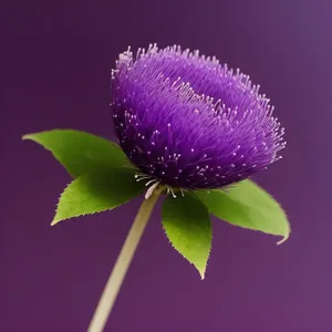 Vibrant Blooming Clover in Floral Garden