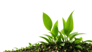 Organic tea plant with fresh green leaves branches