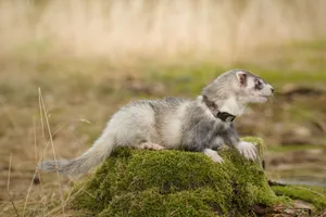 Cute Ferret Playing in Grass at Zoo