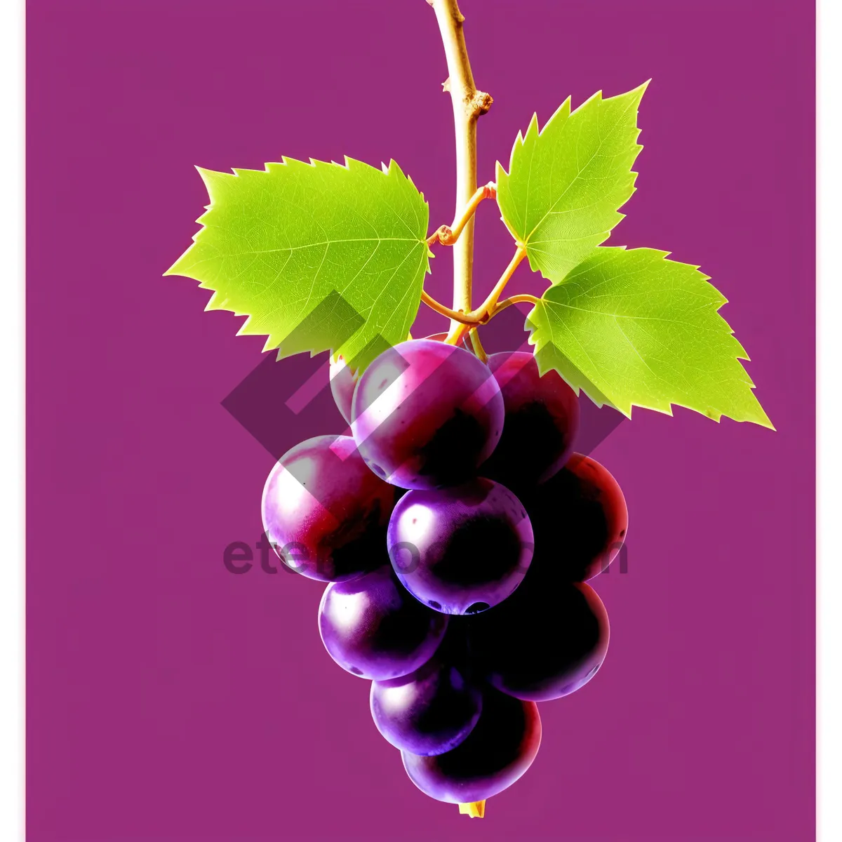 Picture of Ripe Grape Bunch Art - Farm Fresh Vineyard Decoration