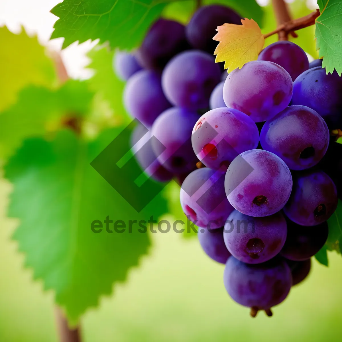 Picture of Ripe grapevine showcasing vibrant purple berries.