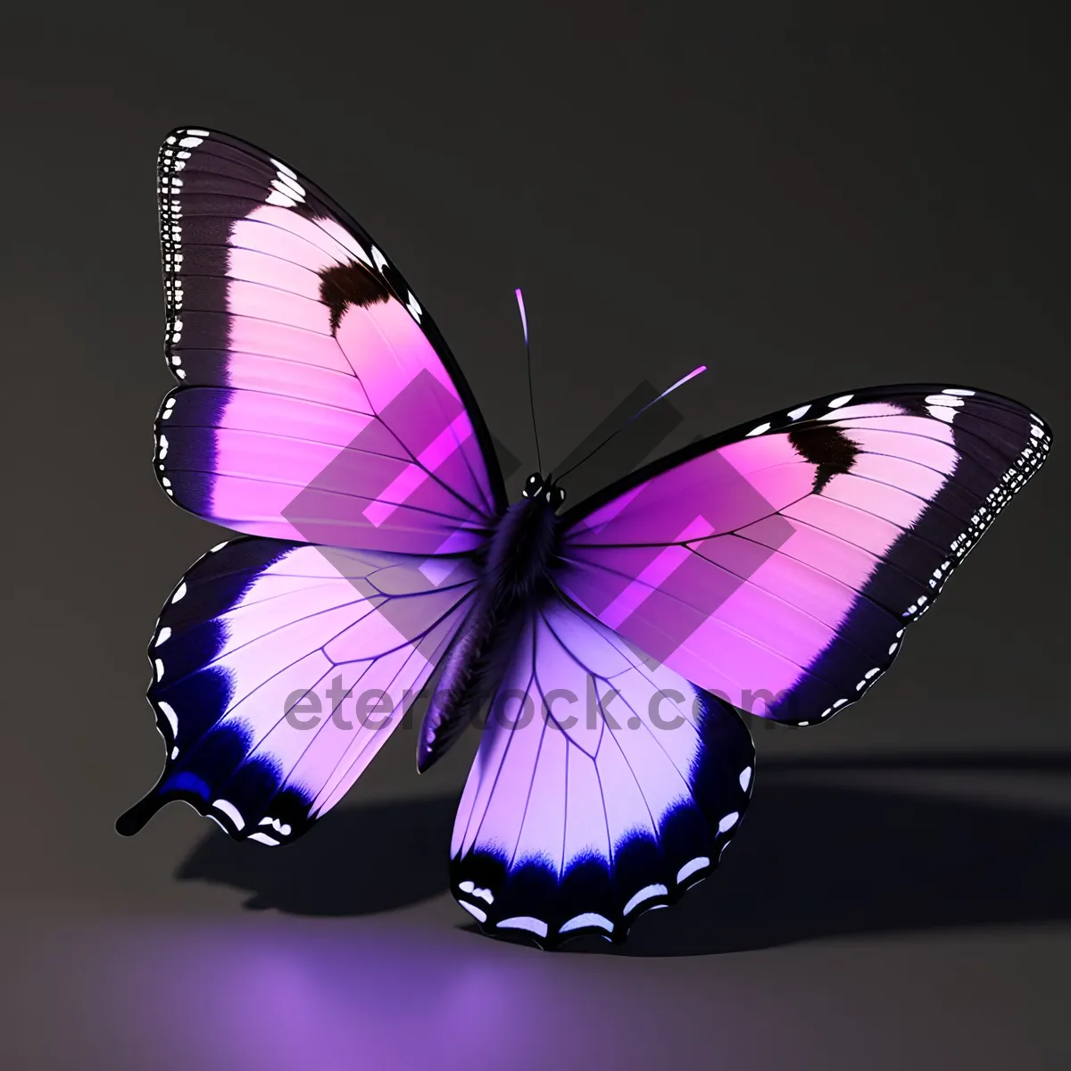 Picture of Vibrant Butterfly Flying Among Colorful Spring Flowers