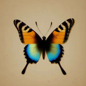 Colorful Butterfly on Orange Flower