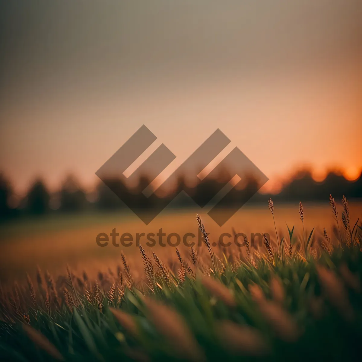 Picture of Golden Summer Field Under Clear Sky