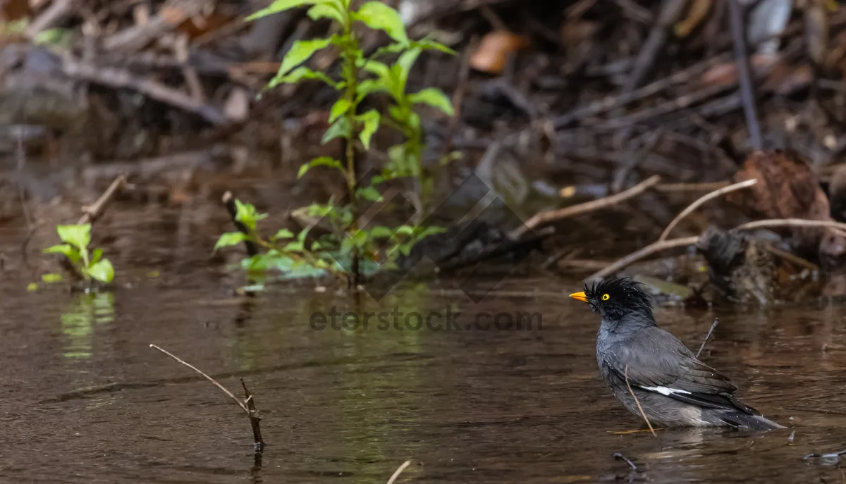 Picture of Black-winged sparrow perched on tree branch.