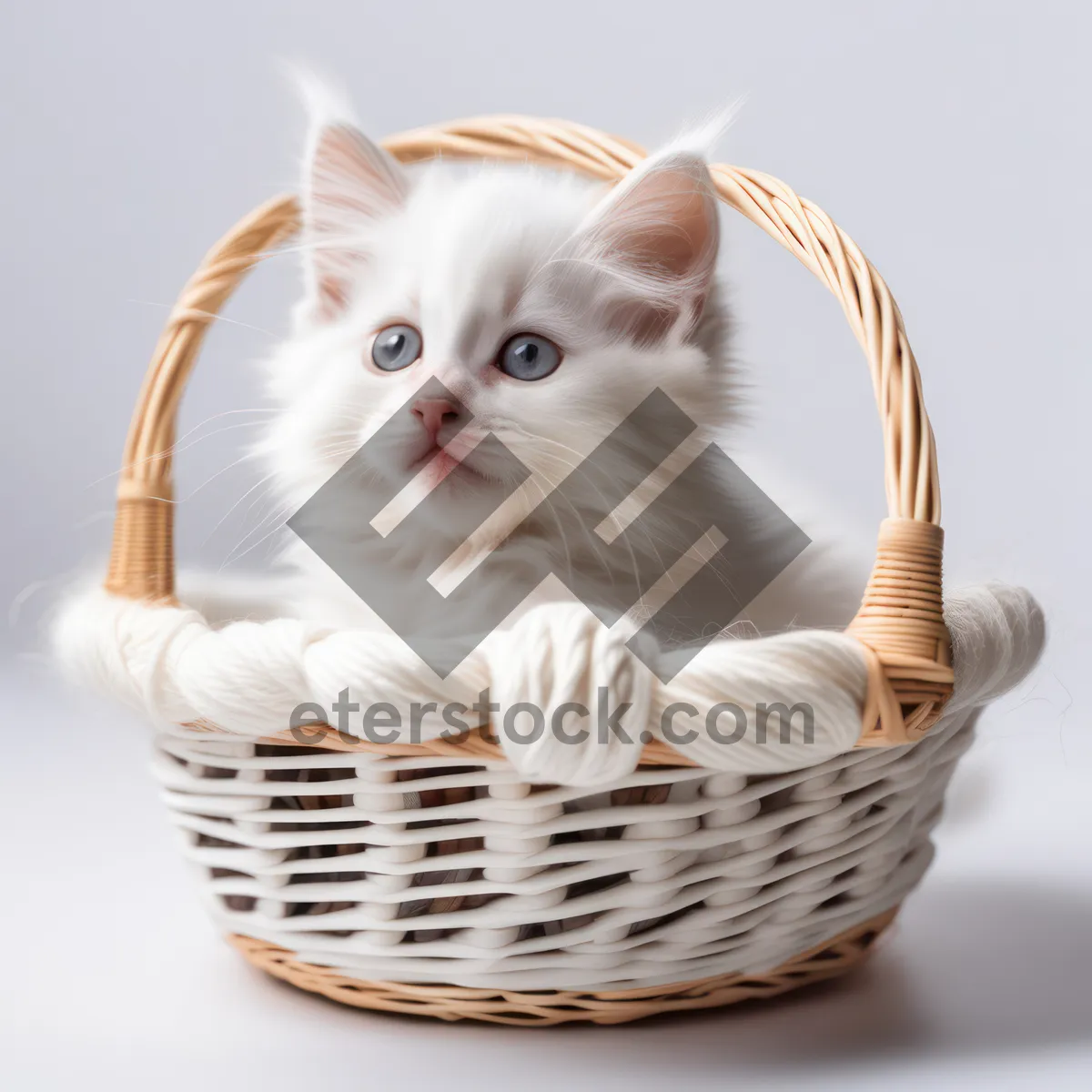 Picture of Curious kitten with fluffy fur and whiskers