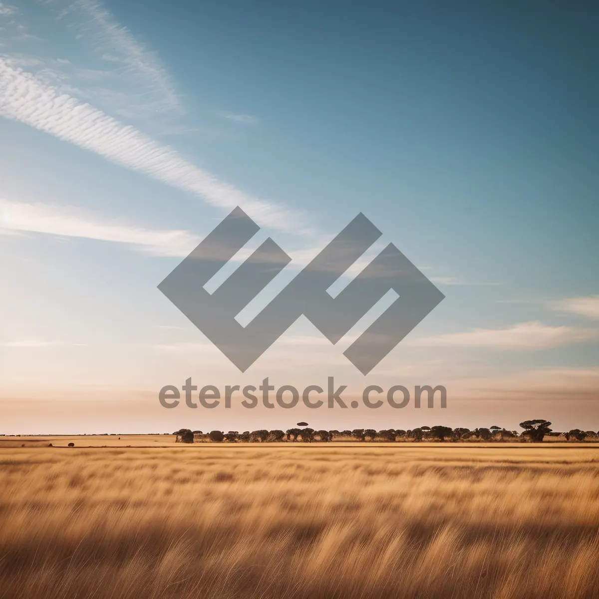 Picture of Golden Wheat Horizon in Rural Landscape