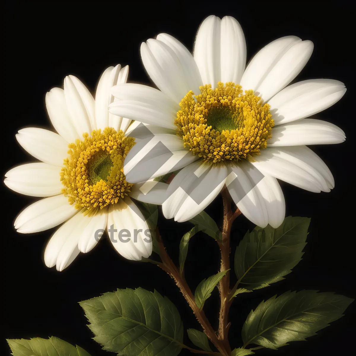 Picture of Bright Yellow Daisy Blossom in Summer Meadow