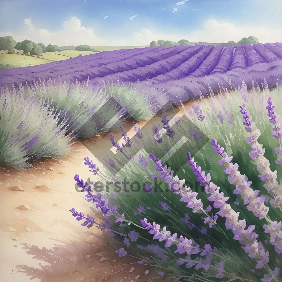 Picture of Lavender Field: Colorful Vascular Plant in Rural Agriculture