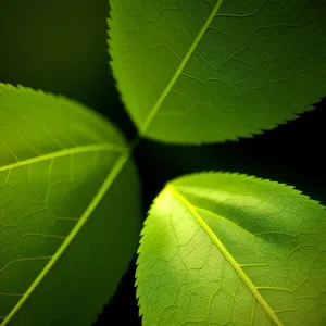 Vibrant Spring Foliage in Nature's Garden