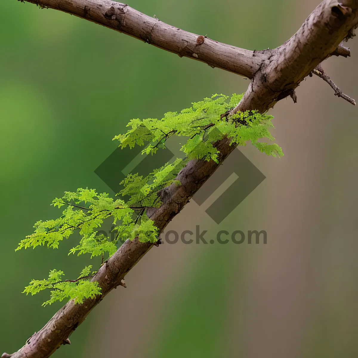 Picture of Vibrant Spring Growth in Elm Forest