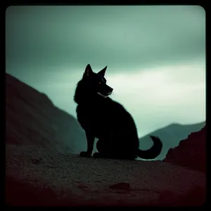 Silhouette of Terrier Dog Watching Sunset on Beach