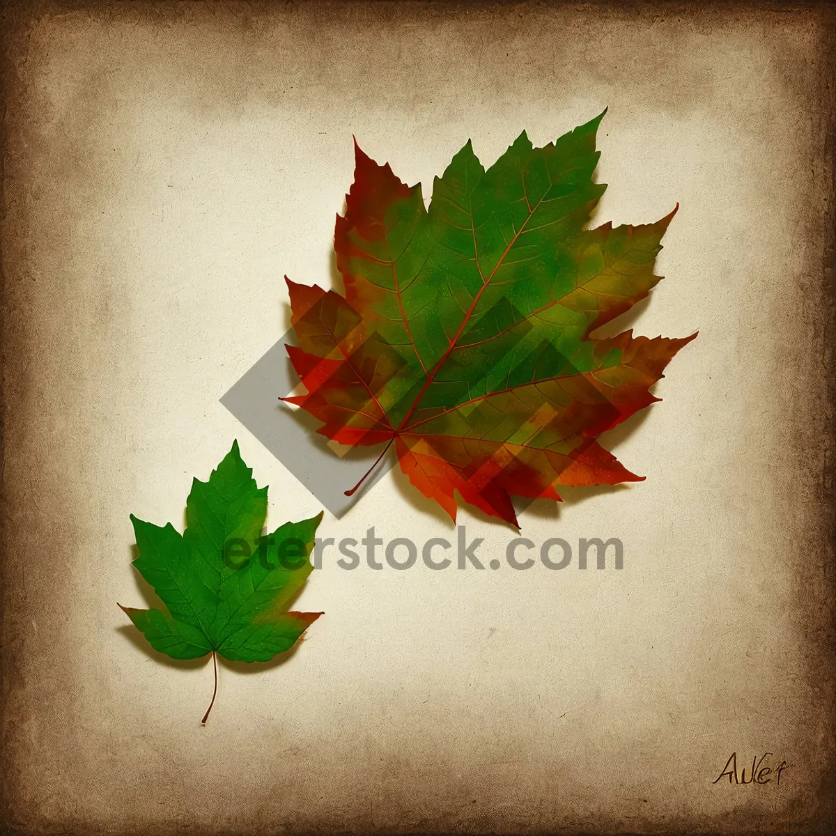 Picture of Autumn Maple Leaf in Bowl