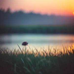 Majestic Sunset over Rustic Wheat Fields