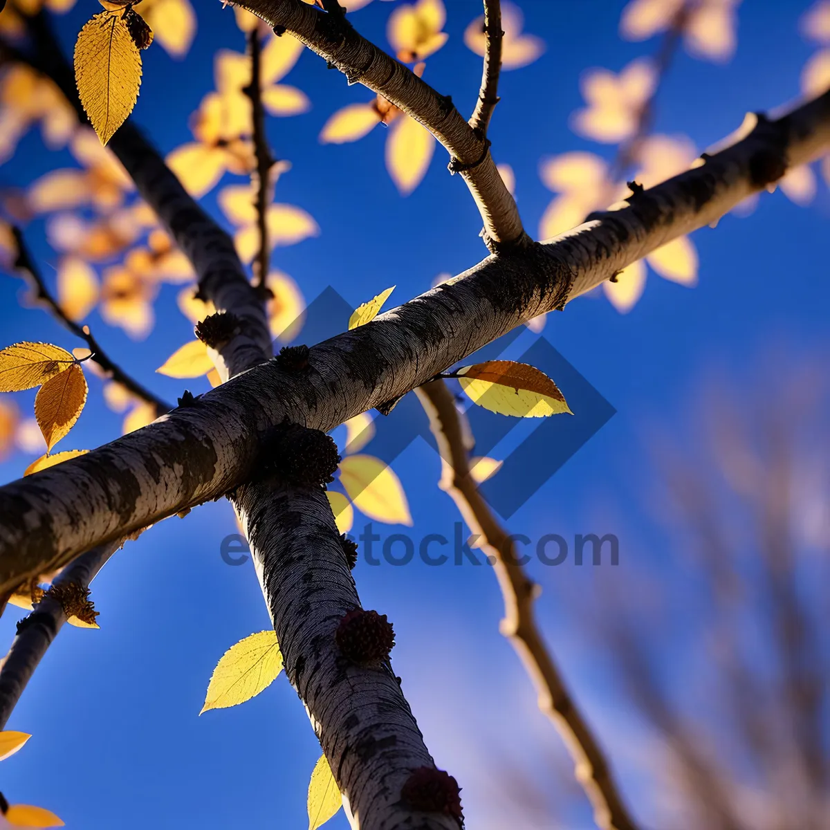 Picture of Yellow Forsythia Shrub in Autumn Forest