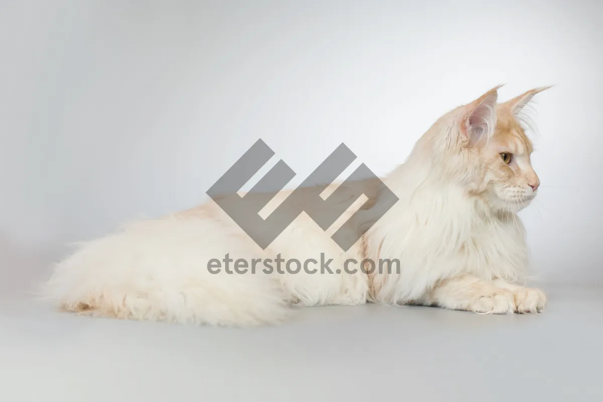 Picture of Fluffy White Cat Studio Portrait Cute Pet Photo