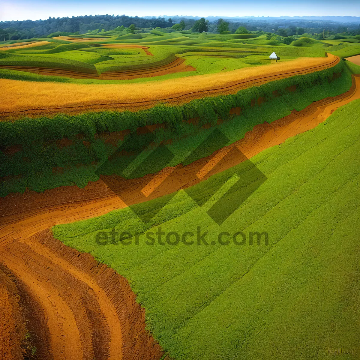 Picture of Golden Farm Fields Under Blue Sky