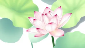 Colorful Lotus Flower Petal Wallpaper