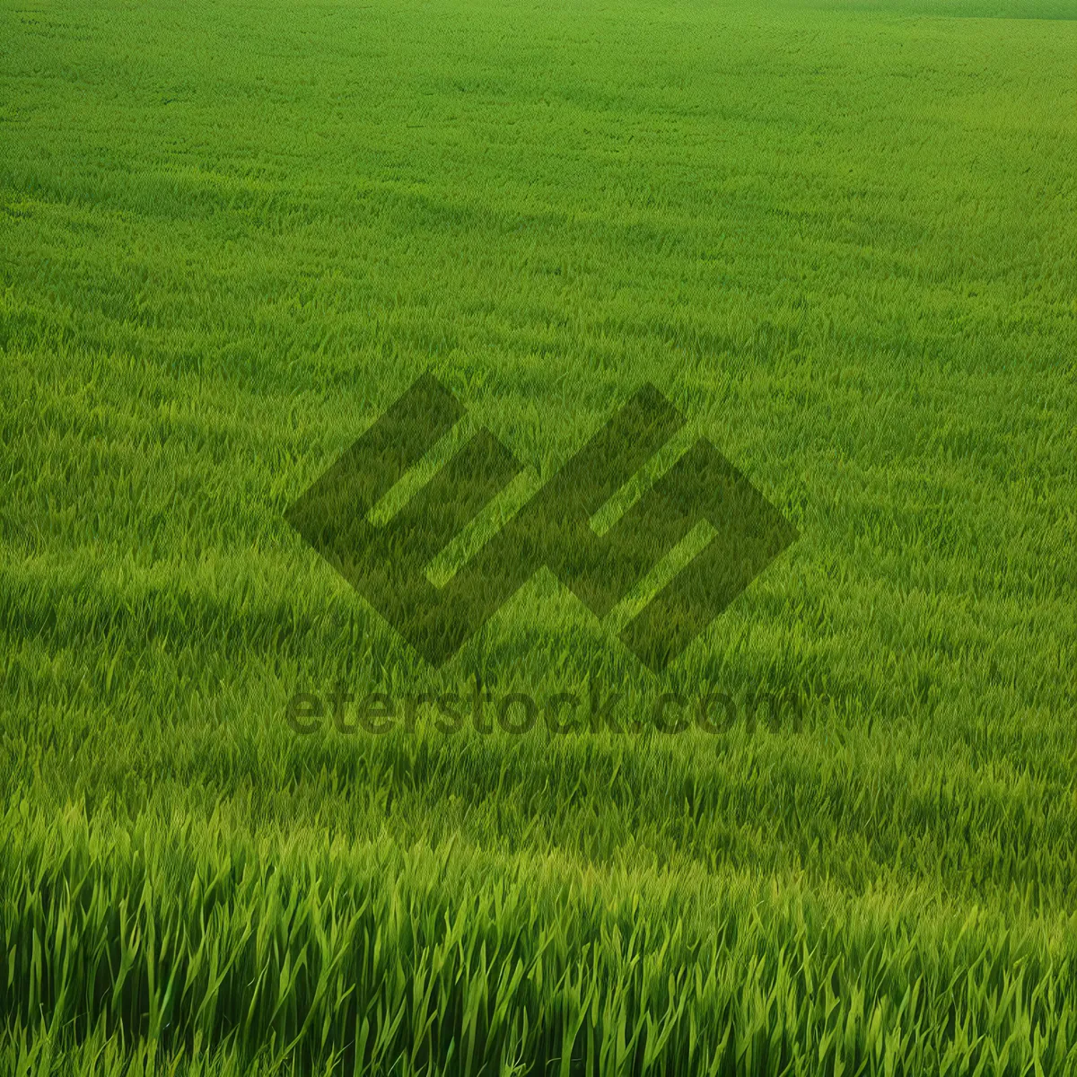 Picture of Lush Wheat Field in Summer Landscape