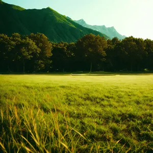 Golden Harvest: Tranquil Rice Field Under Sunny Skies
