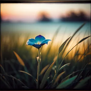 Vibrant Summer Flax in Sunlit Grass