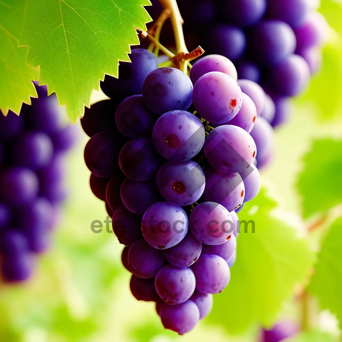 Picture of Juicy Autumn Harvest: Ripe Grapes in Vineyard