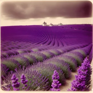 Purple Lavender Flowers in Patterned Bag