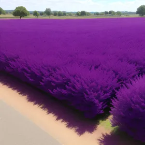 Colorful Moss Pink Flowers in Lavender Landscape