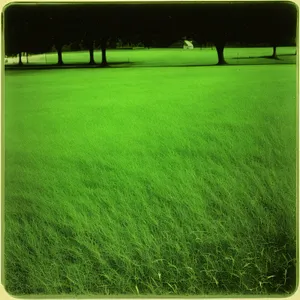 Vibrant Green Meadow of Sprouting Rice in Summer