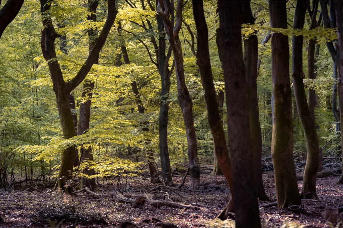 Picture of Autumn Park Landscape with Yellow Leaves and Trees