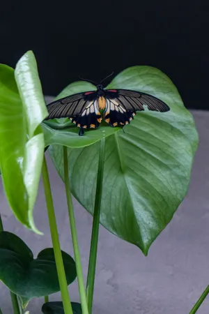 Close-up of ladybug on fresh green foliage