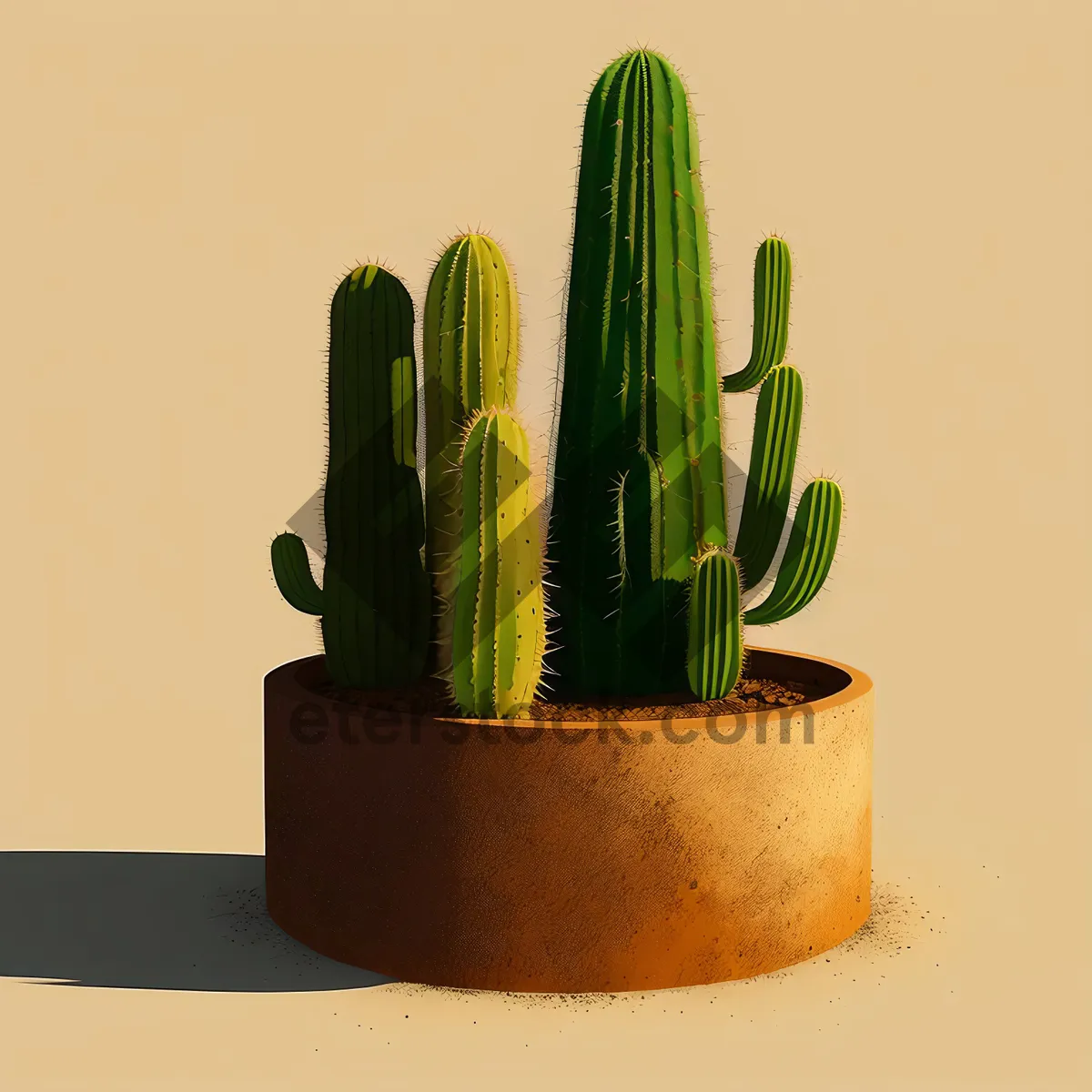 Picture of Desert Agave Plant in Pot - Vascular Cactus