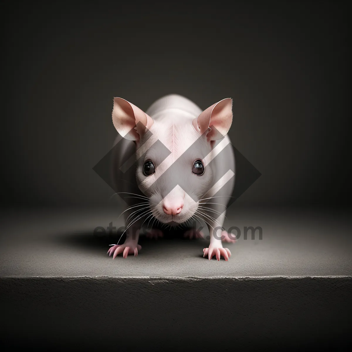 Picture of Adorable Fluffy Feline Kitty Portrait with Whiskers