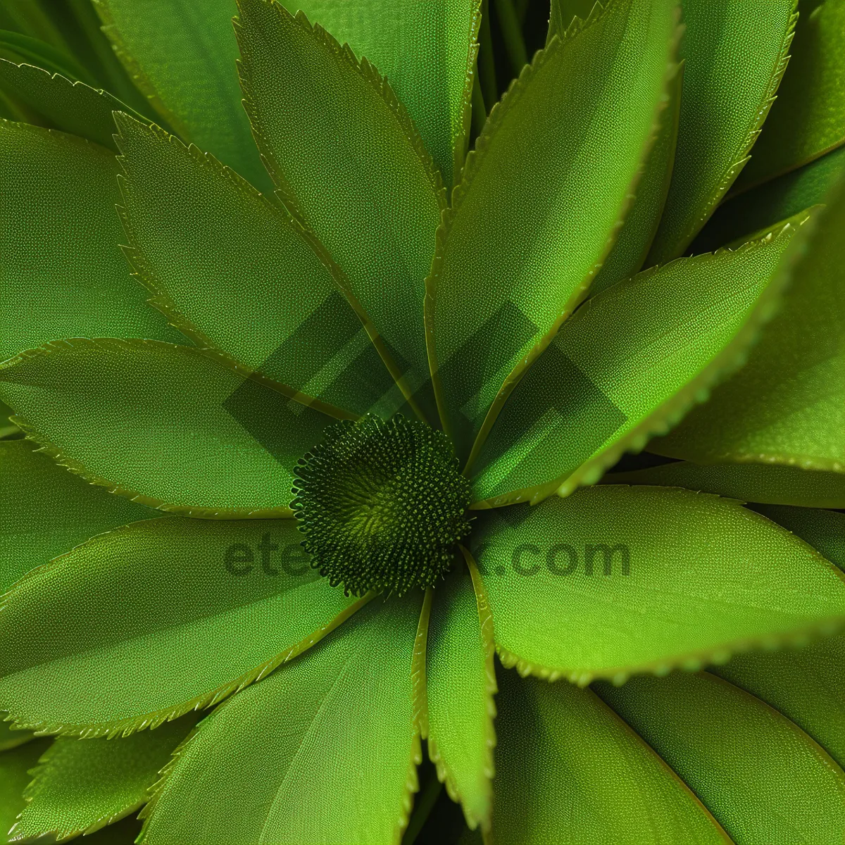 Picture of Botanical Foliage: Close-Up View of Woody Plant