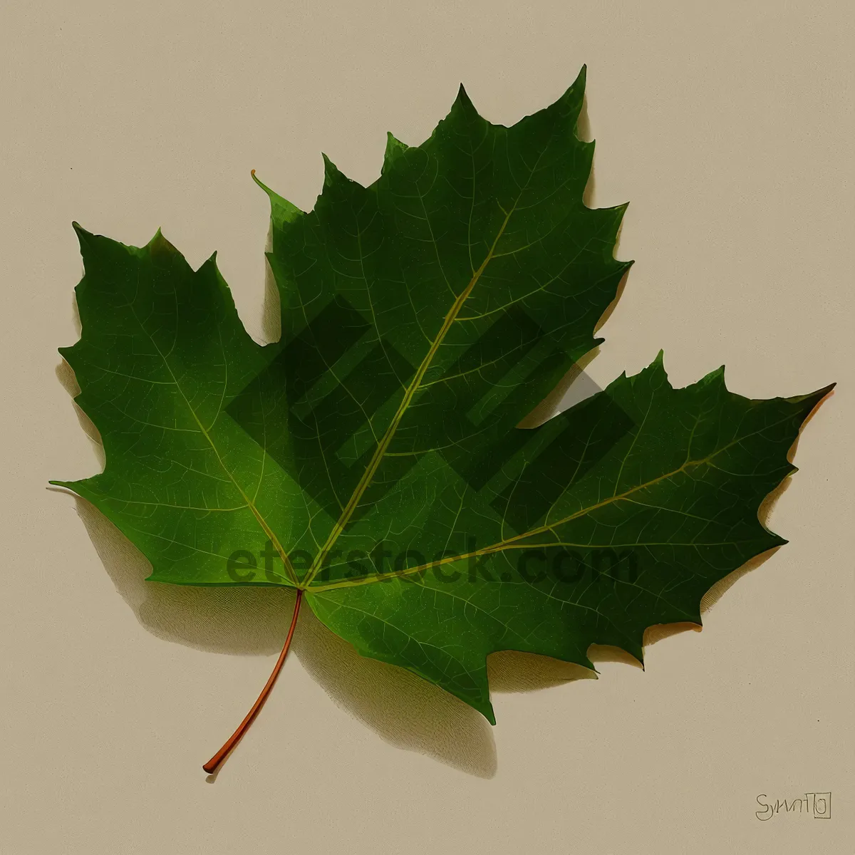 Picture of Autumn Maple Leaf