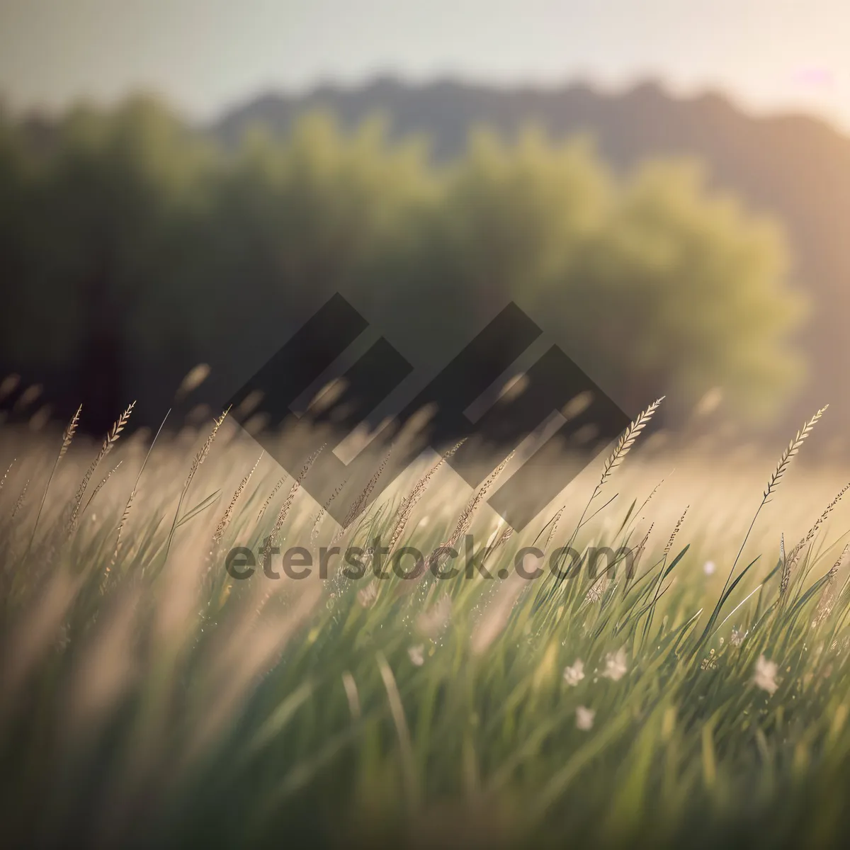 Picture of Golden Wheat Field Under a Sunny Sky