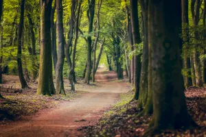 Sunlit Forest Path in Autumn Park