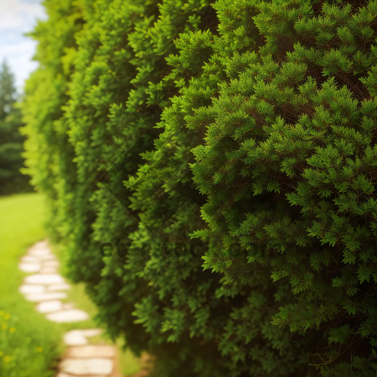 Picture of Vibrant Asparagus Fern Leaf, Natural Woody Plant