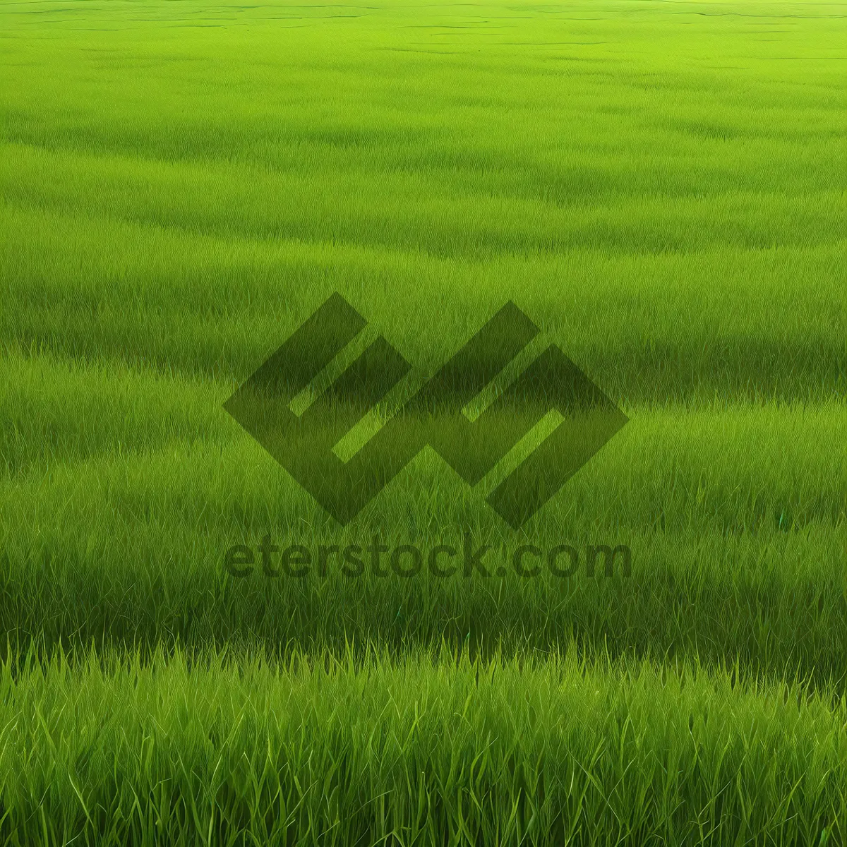 Picture of Golden Harvest: Flourishing Wheat Field in Summers