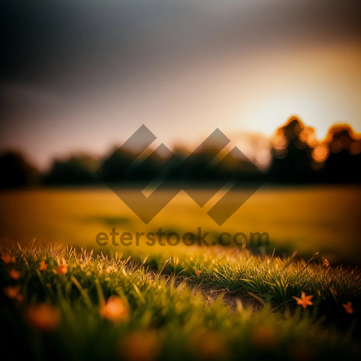 Picture of Golden Sunset Over Meadow: Serene Rural Landscape