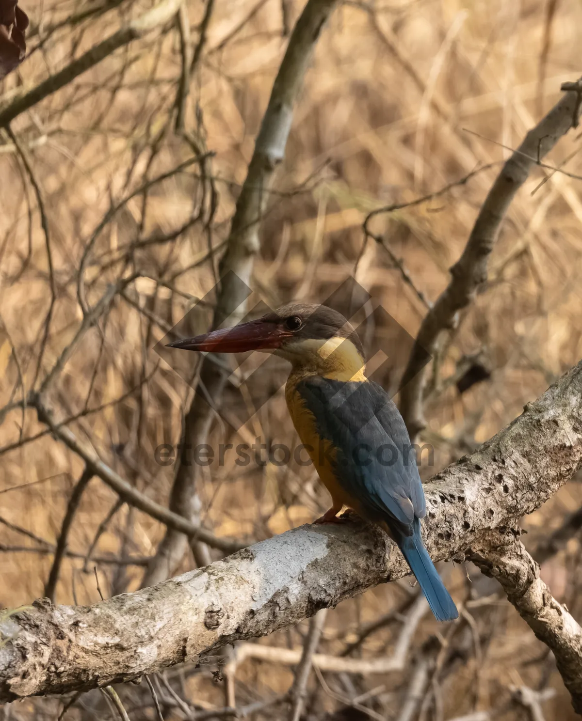 Picture of Water bird with long bill and colorful feathers