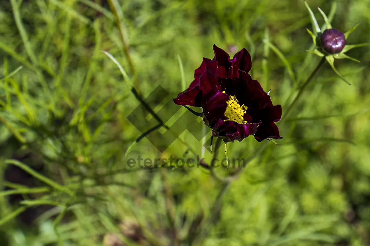 Picture of Pink Butterfly on Blooming Herb in Summer Meadow