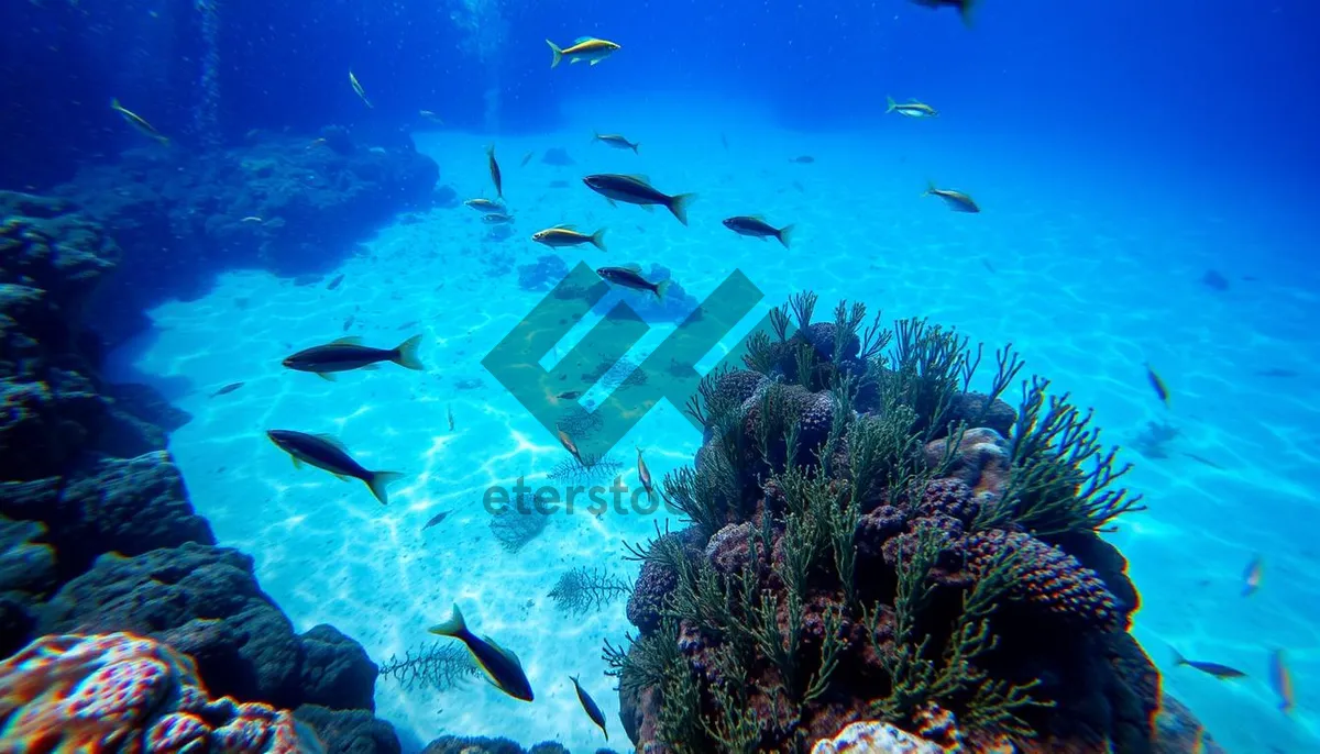 Picture of Colorful Tropical Fish Swimming in Sunbeam on Coral Reef