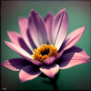 Vibrant Daisy Bloom in a Colorful Garden