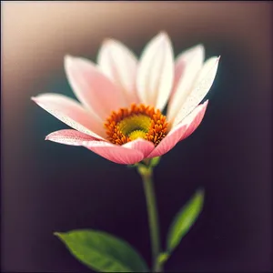 Blooming Pink Daisy in Garden