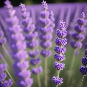 Lavender Garden Bloom: Fragrant Herbal Flowers in Blooming Field
