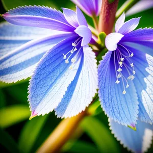 Colorful Flax Blossom in Vibrant Garden